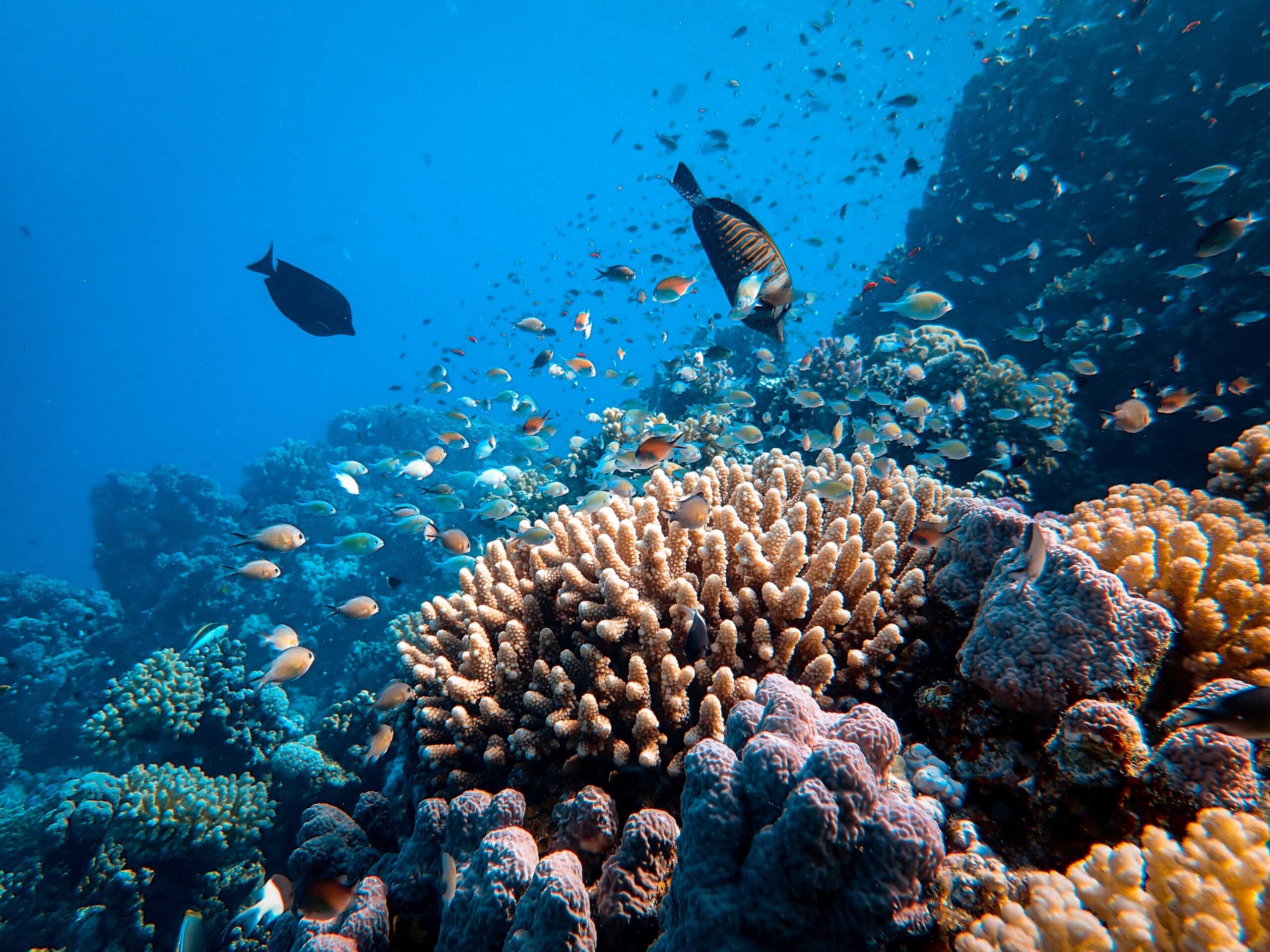 healthy marine ecosystem with fish and coral